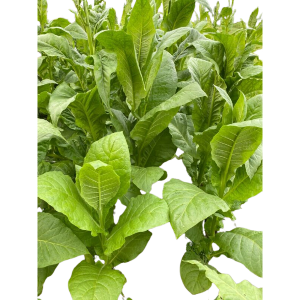 Nicotiana Tabacum 'Virginia'