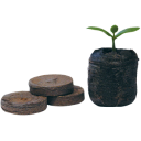 Planteoppstart