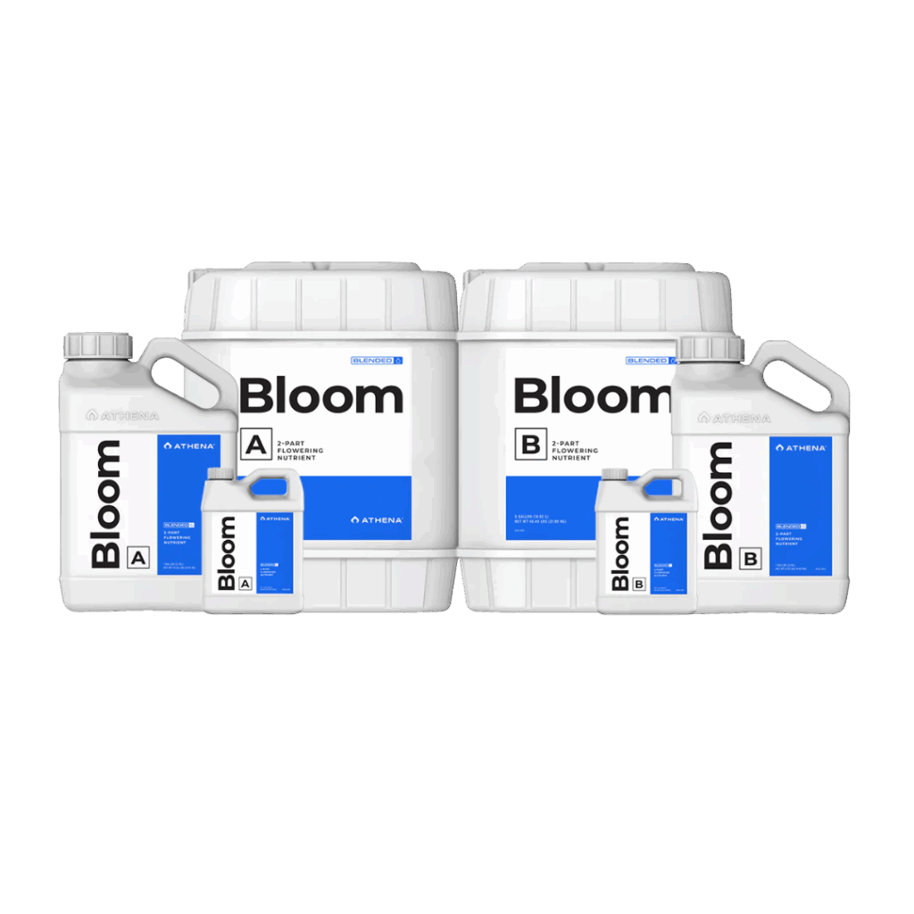 Bloom A+B