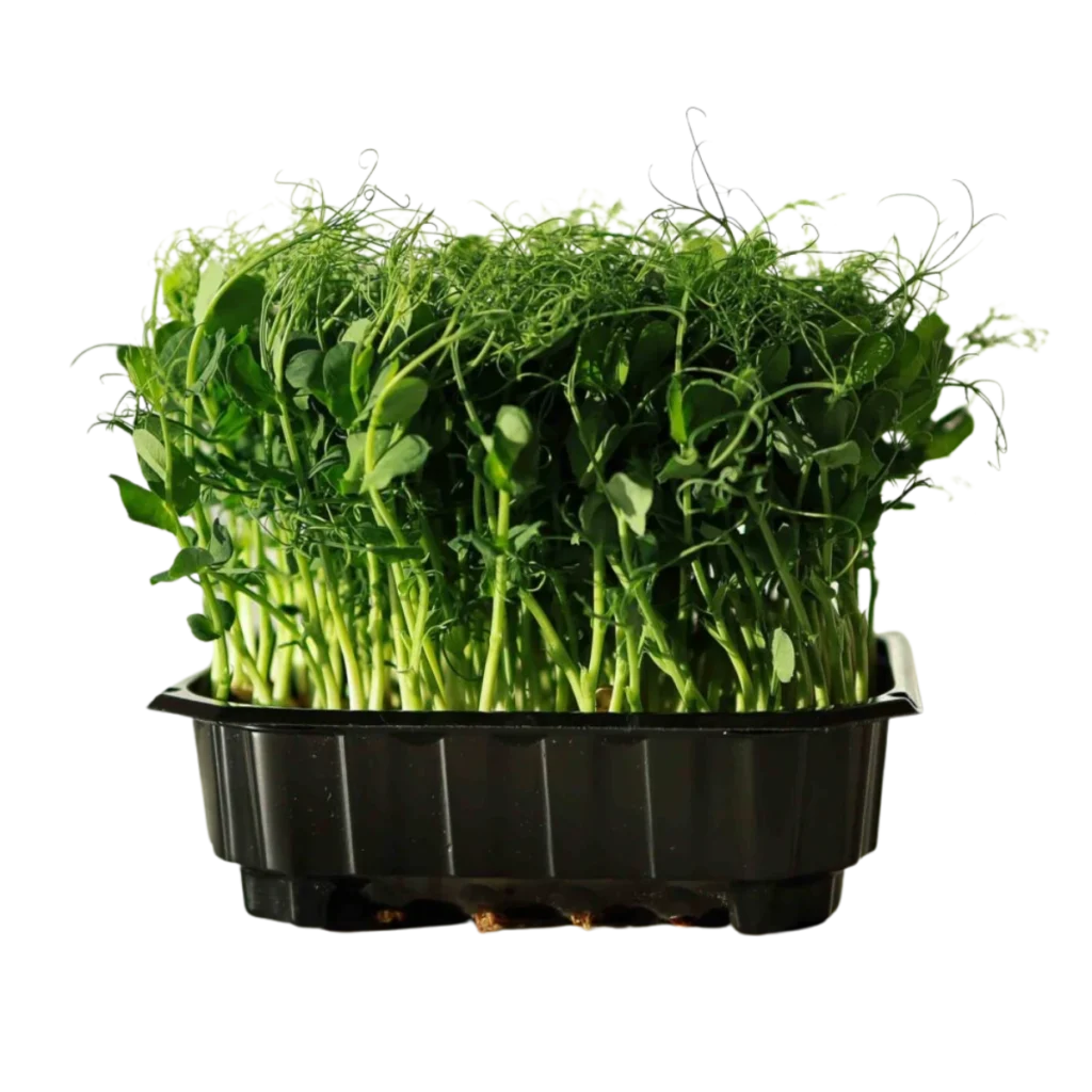 Erteskudd Foxy – frø til microgreens