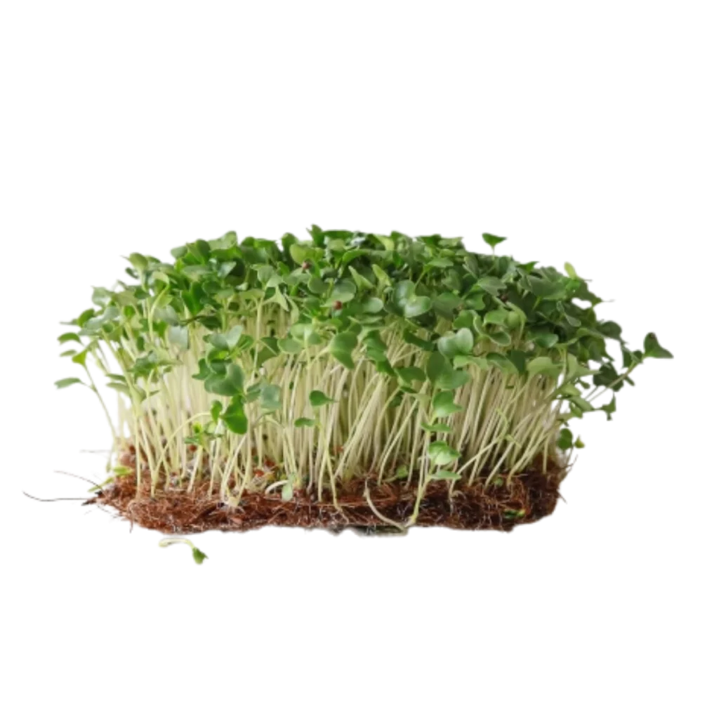 Brokkoli Calabrese – frø til mikrogrønt