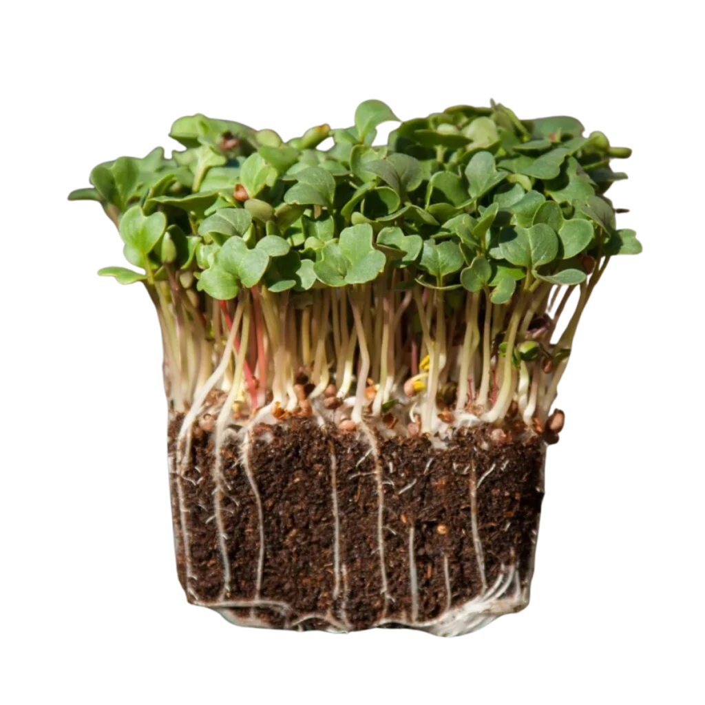 Daikon-reddik – frø til microgreens