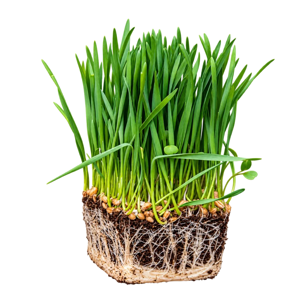 Hvetegress - frø til microgreens