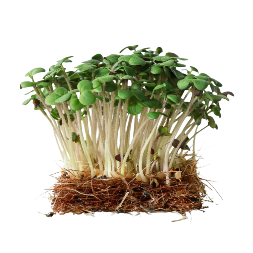 Hvit sennep – frø til microgreens