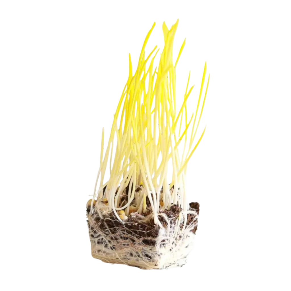 Mais – frø til microgreens