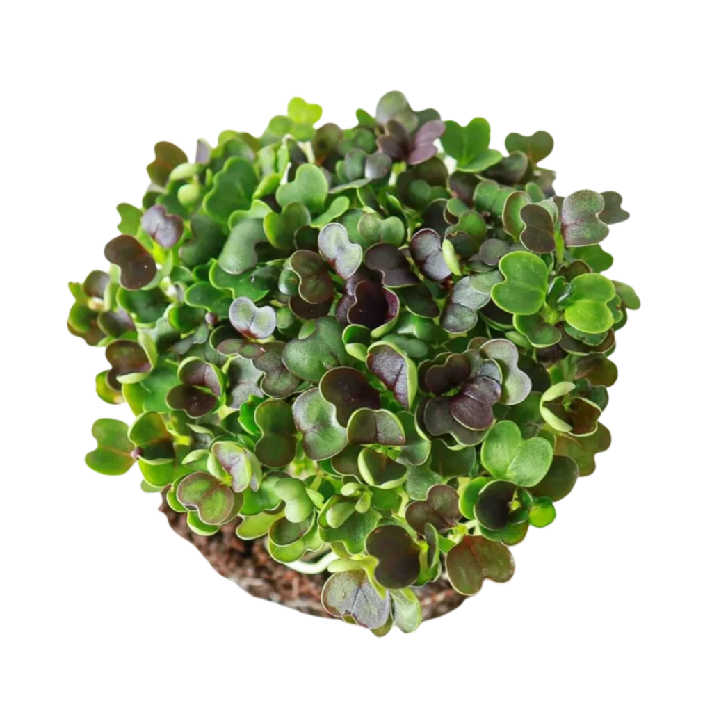 Rød Pak Choi – frø til mikrogrønt