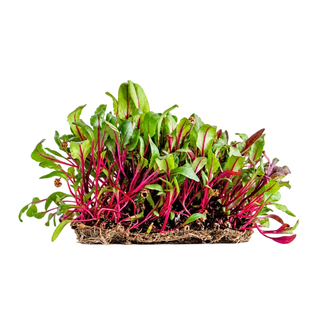 Rødbete – frø til microgreens