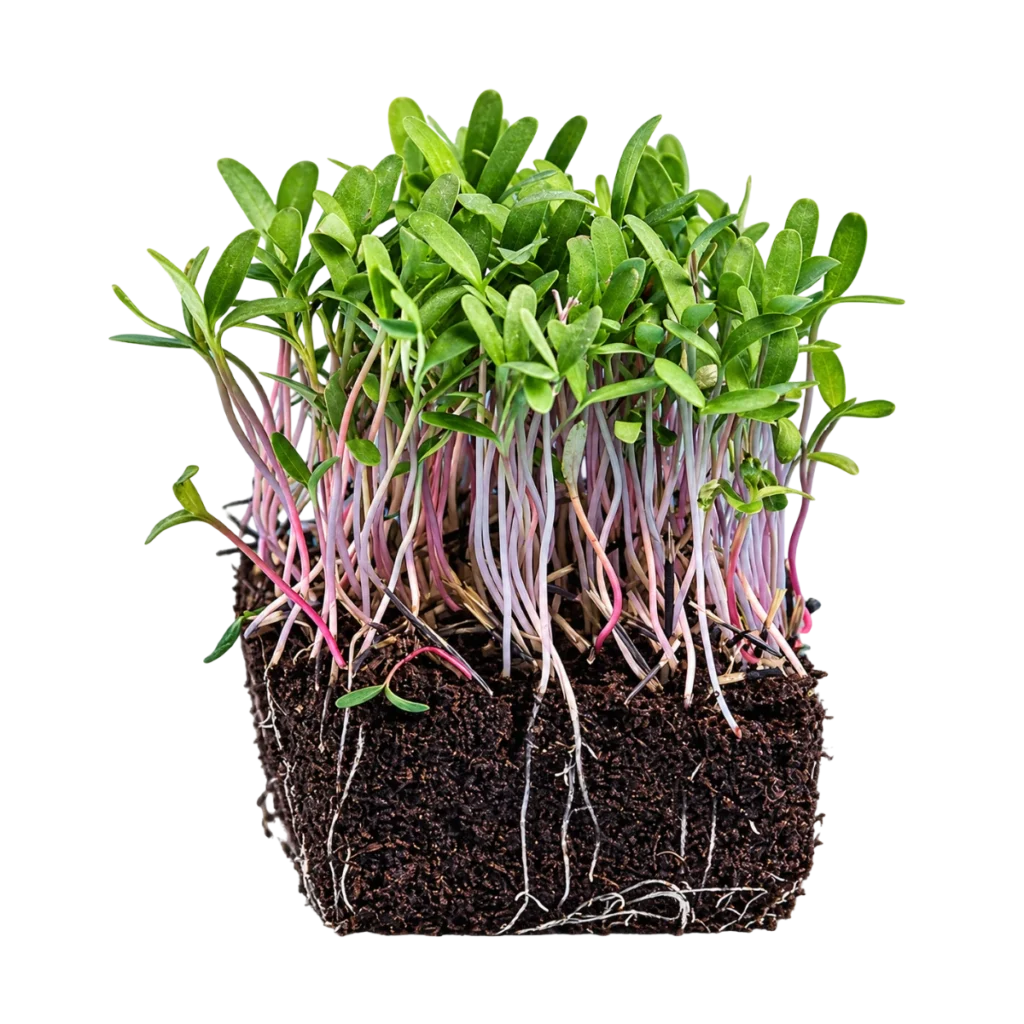 Tagetes Pink – mikrogrøntfrø